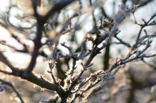 nature winter landscape