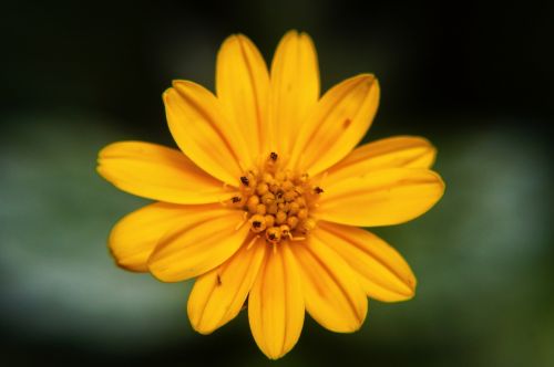 nature flowers petals