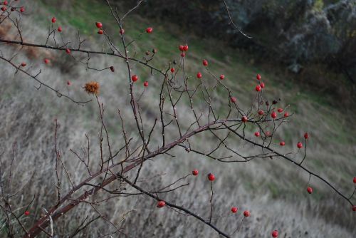 nature red plant