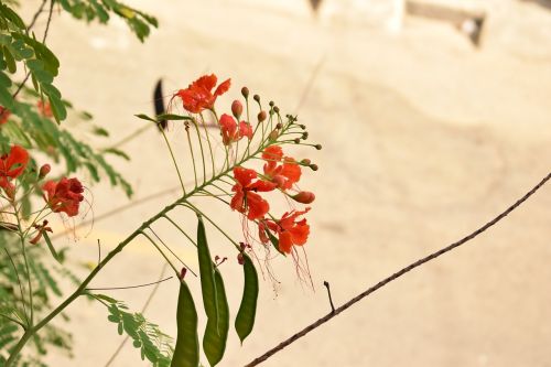 nature flower plant