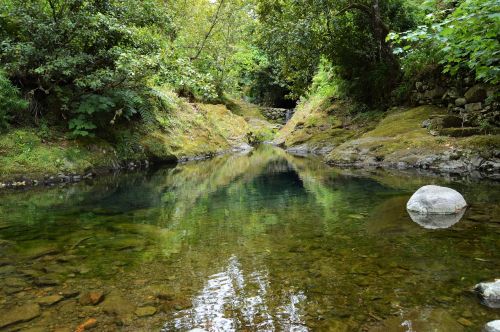 nature forest beauty