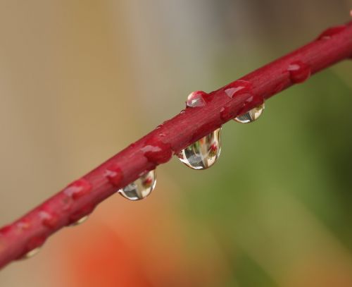 nature water drops drop