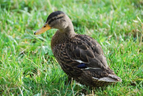 nature animal water bird