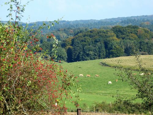 nature forest landscape