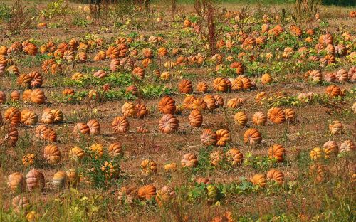 nature field pumpkins