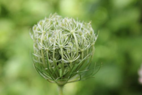 nature wild flowers plant