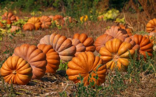 nature pumpkins color