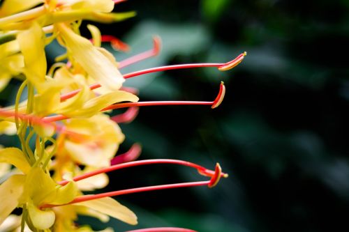 nature flower stamen