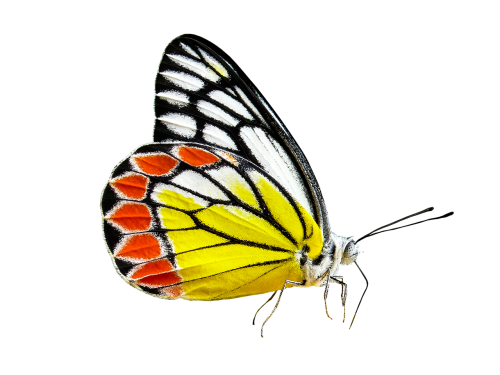 nature animals butterfly