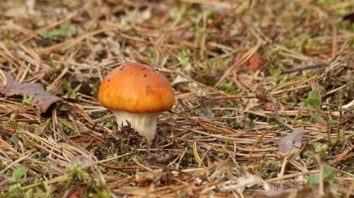 nature mushroom autumn