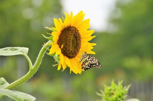 nature butterfly sunflower