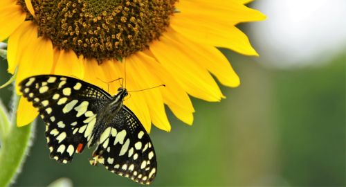 nature butterfly sunflower