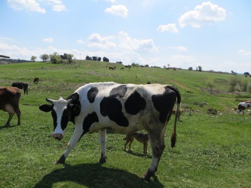 nature graze cow