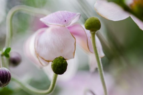 nature macro blossom