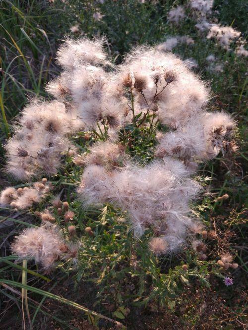 nature plants flower