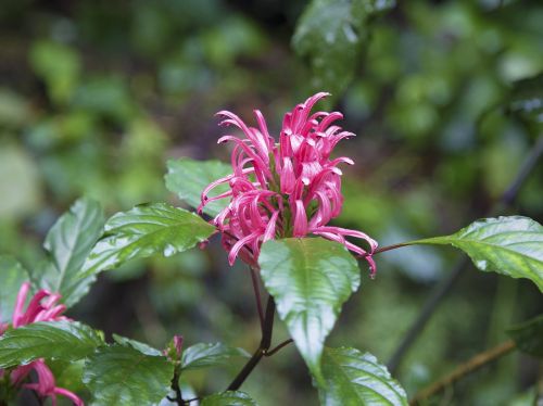 nature flower wild