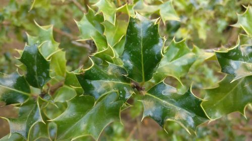 nature green holly
