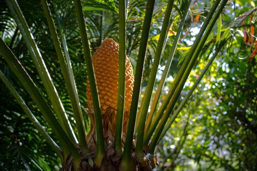 nature plant garden