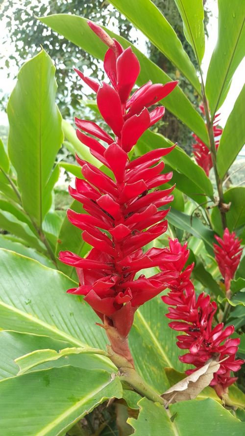 nature heliconia exotic flower