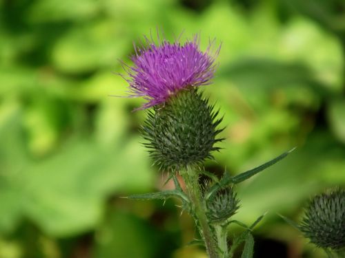 nature wild flower plant