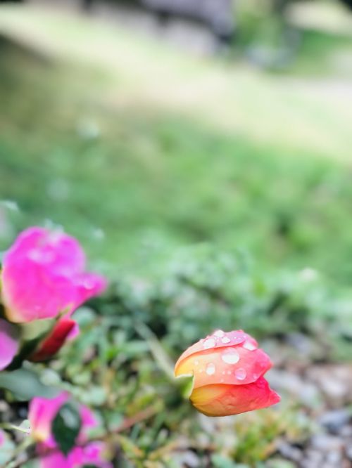 nature leaf flora