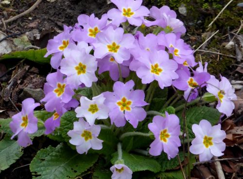 nature flower color