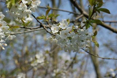 nature blossom bloom