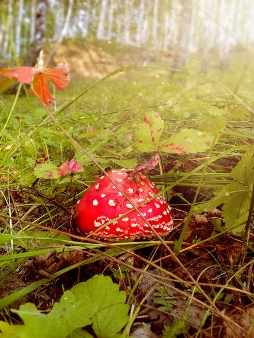 nature forest day