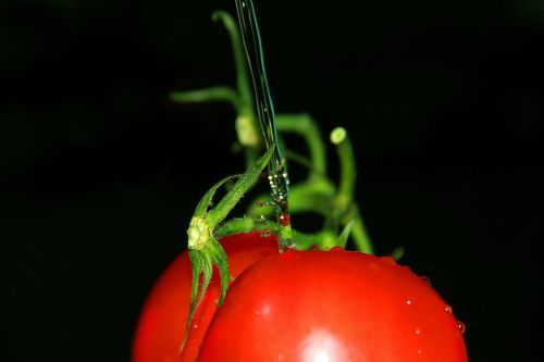 nature red tomato