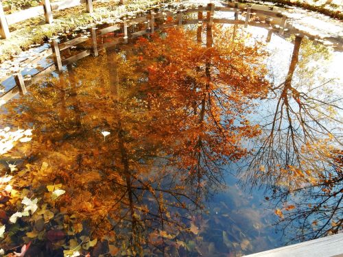 nature reflections trees