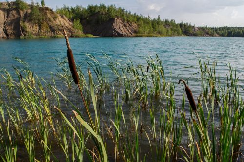 nature water reeds