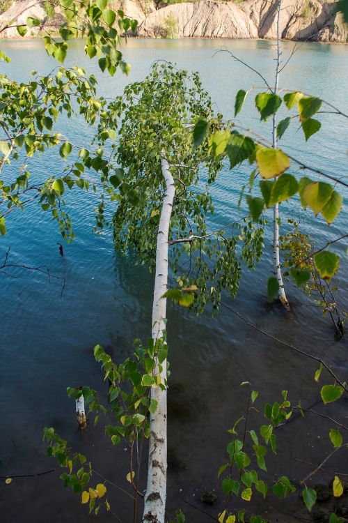 nature water tree