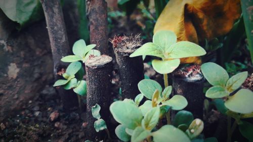 nature flower plant