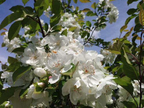 nature tree white flowers