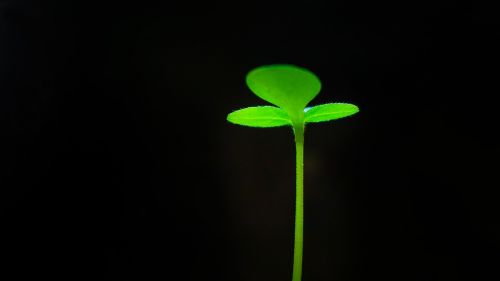 nature plant floral