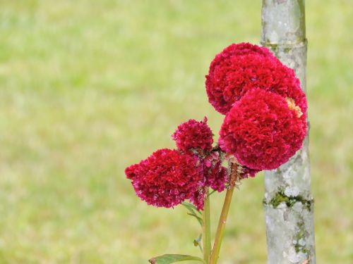 nature amazonas flowers