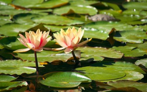 nature water lilies pond