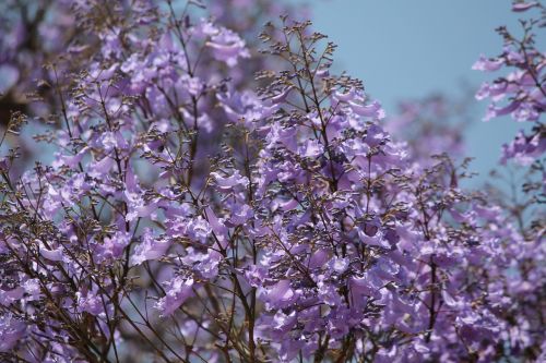 nature purple jacaranda tree