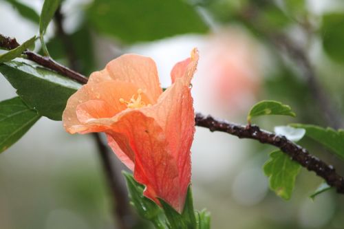 nature flower hibiscus