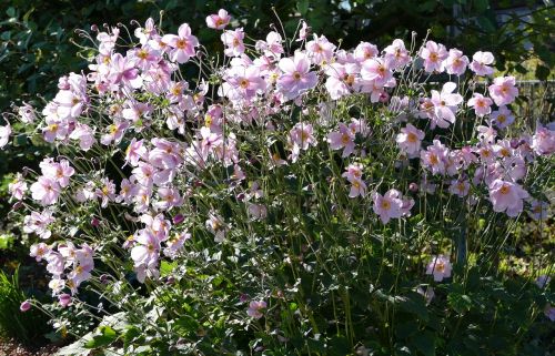 nature flowers garden