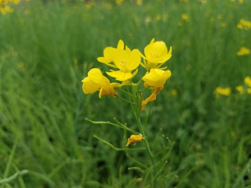 nature flowers grass