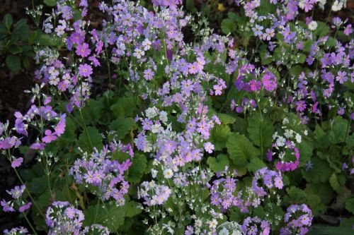 nature ground cover flower