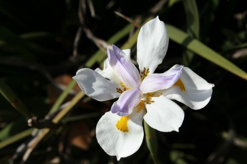 nature flower iris