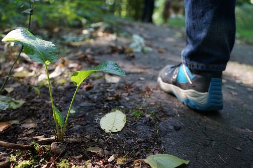 nature forest walk