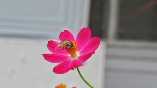 nature flower bee