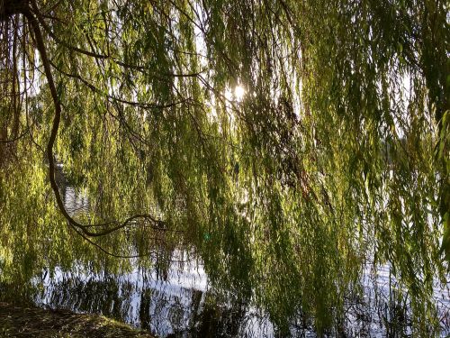 nature water landscape