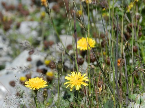 nature mountain flowers