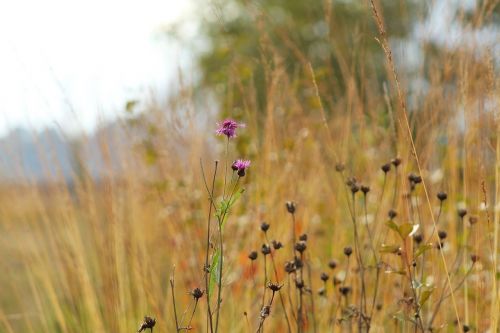 nature grasses autumn