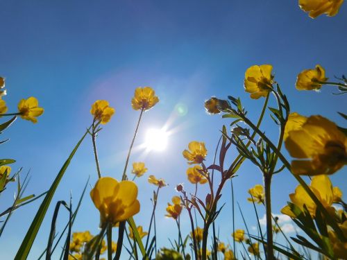 nature flowers spring