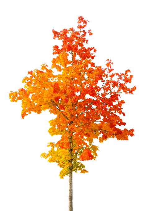 nature autumn tree
